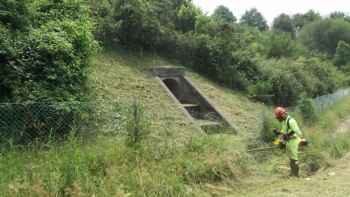 Mantenimiento de zonas verdes - Jardines y Bosques